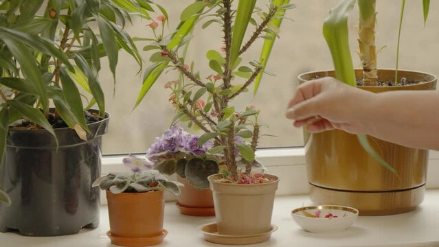 Woman's hands pluck the withered flowers and water the plant Euphorbia mili standing on the windowsill in the house