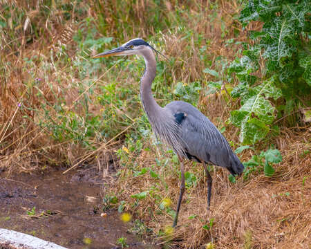 A Great Blue Heron (Ardea herodias) walks along the banks of Cachuma Lake in Santa Barbara county, CA.