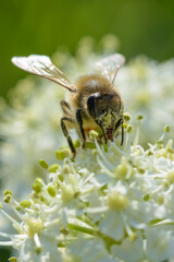 une abeille butine une fleur blanche