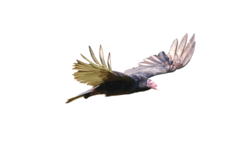 Turkey vulture. Cathartes aura