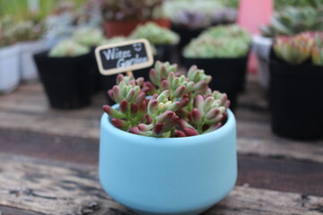 Beautiful succulent pot