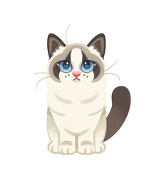 Obraz premium Ragdoll