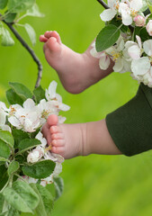 Spring. Flowering trees. Bloom. Children's legs on the background of flowers. Green background. White flower. Baby.