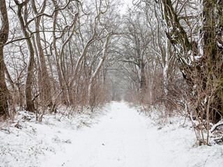A snow-covered forest on a sunny winter day