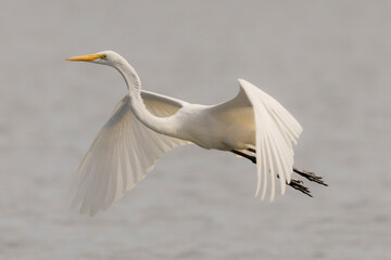 great egret in flight in a lake