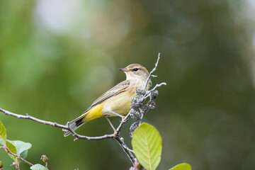 bird on a branch in the park