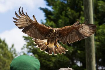 captive southwestern hawk landing at the Renaissance Festival