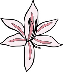 White Late Summer Flower Illustration Vector