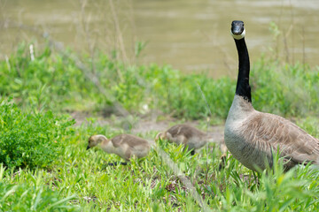 alert Canada goose with goslings by the river