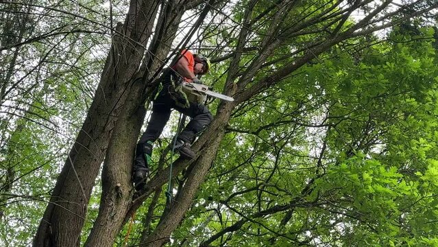 Lumberjack with saw and harness climbing a tree	