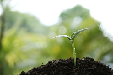 small sprout growing with water drop