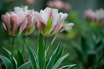 colorful pink and green parrot tulips close-up