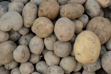 Fresh organic potato stand out among many large background potatos in the market. Heap of potatos root. Close-up potatos texture. Macro potato.