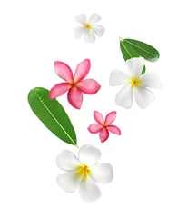 Tuinposter frangipani flower falling on a white surface © Retouch man