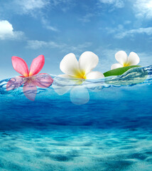 Obraz na płótnie Canvas frangipani flower on sea ocean float