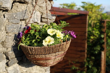 Hanging flower basket in evening sunlight featuring petunia and verbena flowers in blossom