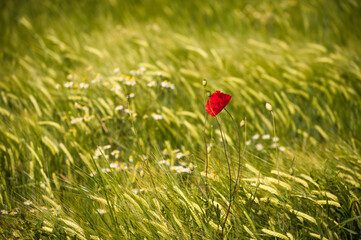 Roter Mohn bl&uuml;ht im Weizenfeld 