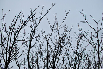 Branches of the tree