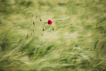 Roter Mohn blüht im Weizenfeld. Dynamische Bewegunsunschärfe.