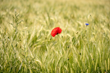 Roter Mohn blüht im Weizenfeld 