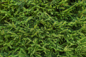Background from evergreen branches of a Christmas tree.