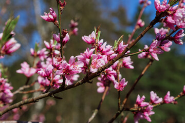 Branches of blossoming peach with pink flowers in the background of the garden.