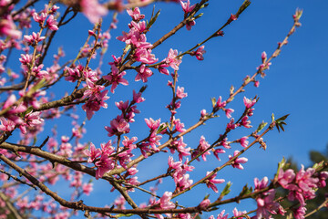 Peach blossom branches with pink flowers against the blue sky