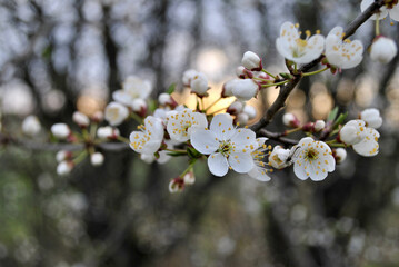 blooming tree