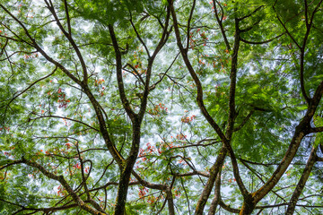 green tree branches as a neural network