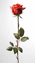 Obraz premium Singgle Red Rose Isolated On White