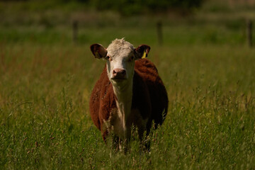 A young cow stands in a meadow and looking at you