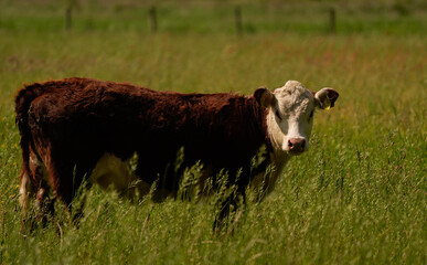 A young cow stands in a meadow and looking at you