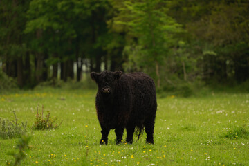 A black Galloway standing in a meadow in a Dutch nature reserve.