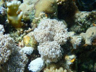 Fototapeta na wymiar White pulse coral, pom pom xenia or pulse coral (Xenia umbellata) undersea, Red Sea, Egypt, Sharm El Sheikh, Nabq Bay