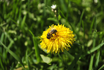 bee on dandelion