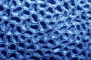 coral texture underwater background reef abstract sea