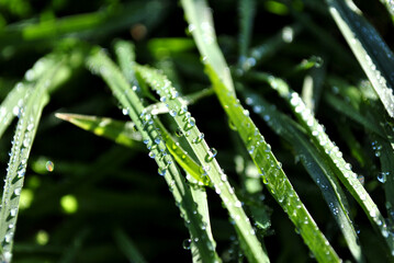 dew on grass