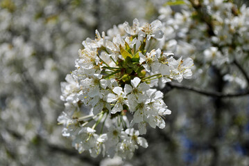 tree blossom