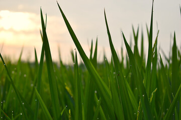 Green leaf agaist the morning sun light
