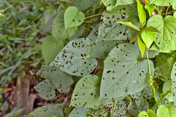 Green leaves with holes which eaten by aphids, diseased plant