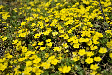 yellow flowers background