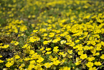 yellow flowers background