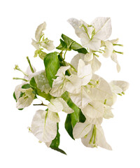 Bougainvillea glabra, the lesser bougainvillea or white paperflower isolated. Png transparency