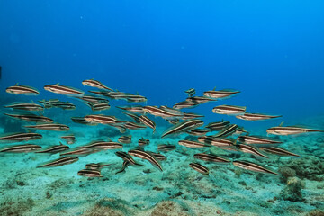 Fototapeta na wymiar flock of catfish sea ecosystem in the ocean underwater background school of small fish