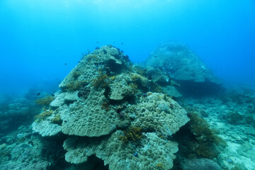 Naklejka na ściany i meble soft coral underwater background reef ocean