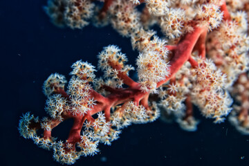 Fototapeta na wymiar coral underwater flowers seascape abstract texture