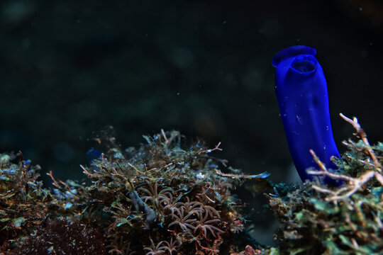 ascidia underwater wildlife animal tropical sea