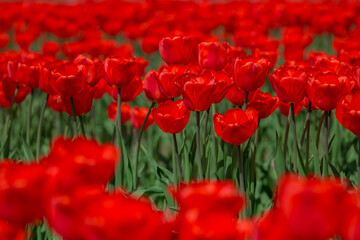 COlors of Spring - Tulip Farm Laval