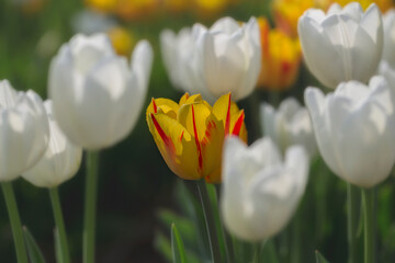 Obraz premium COlors of Spring - Tulip Farm Laval