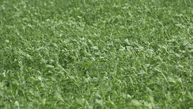 Lucerne alfalfa crops in field